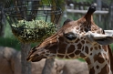 Kids_DZooWThomas (13)
